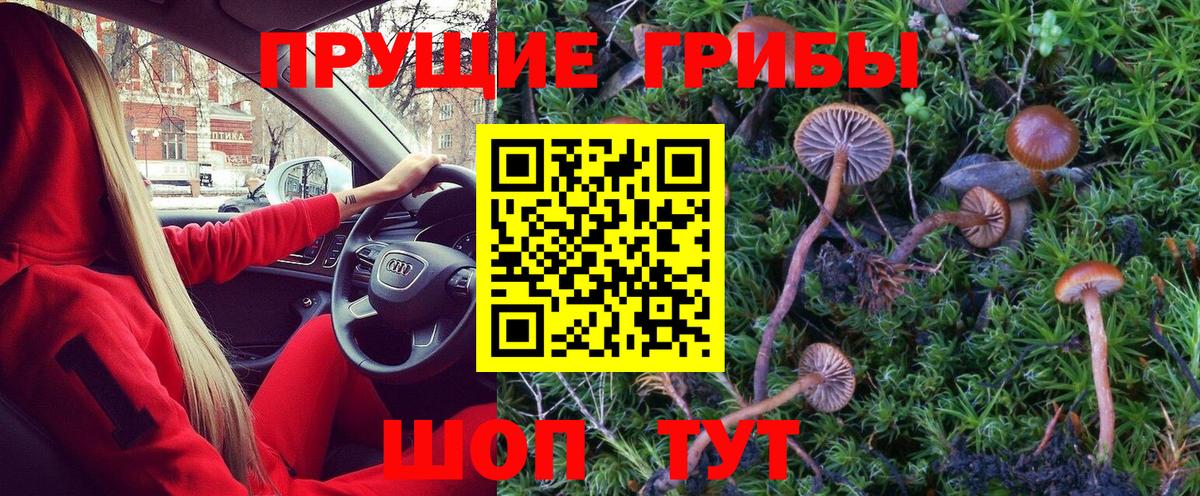 Псилоцибиновые грибы Psilocybine cubensis Барнаул